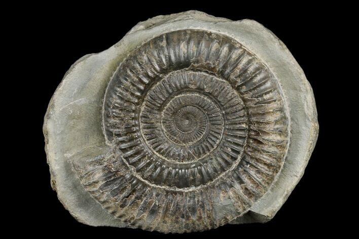 Ammonite (Dactylioceras) Fossil - England #181883